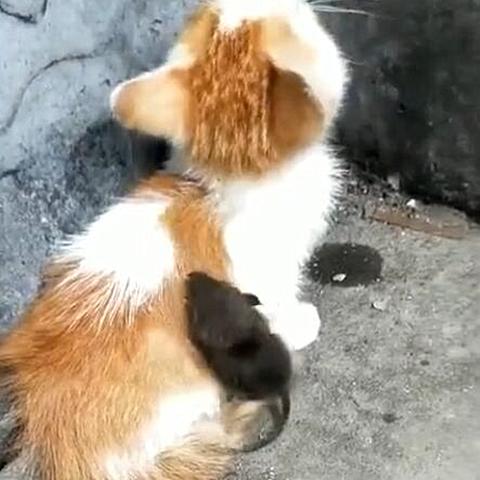 《僵尸猎手小明独家揭秘：芯片选择攻略大揭秘！》