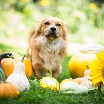 《揭秘！华夏千秋灵犬阁寻犬秘籍，独家攻略助你一网打尽》