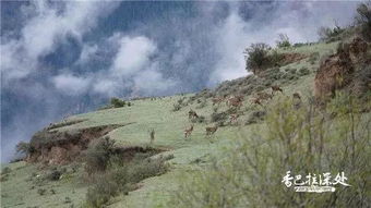 燕云十六声金沙川曲径寻幽地点揭秘