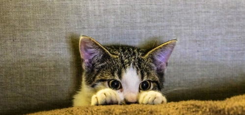 开封醉花阴猫戏位置查询 燕云十六声猫戏地点全览