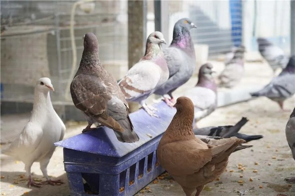 开放空间鸽养成材料揭秘