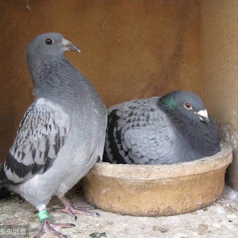 开放空间鸽培育技巧全解析