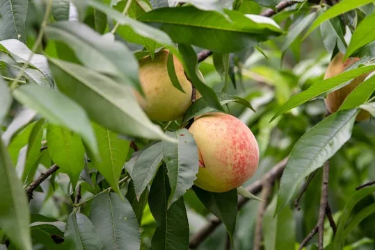 开放空间白桃种植技巧全解析