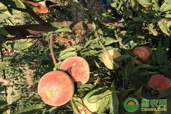 开放空间白桃种植技巧全解析