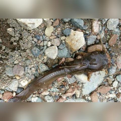 开放空间十级钓鱼收获一览，钓鱼图鉴大全