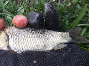 开放空间二级钓鱼钓获图鉴