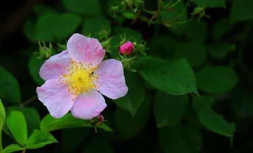 蓝鱼枪免费获取攻略：开放空间蓝鱼枪获取方法