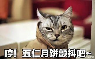 《原神喵喵喵！每日委托猫猫成就，隐藏攻略大揭秘》