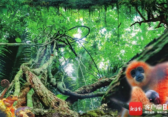 探秘海南雨林奇观！上海自然馆携手乐元素，共筑生物多样性守护之旅