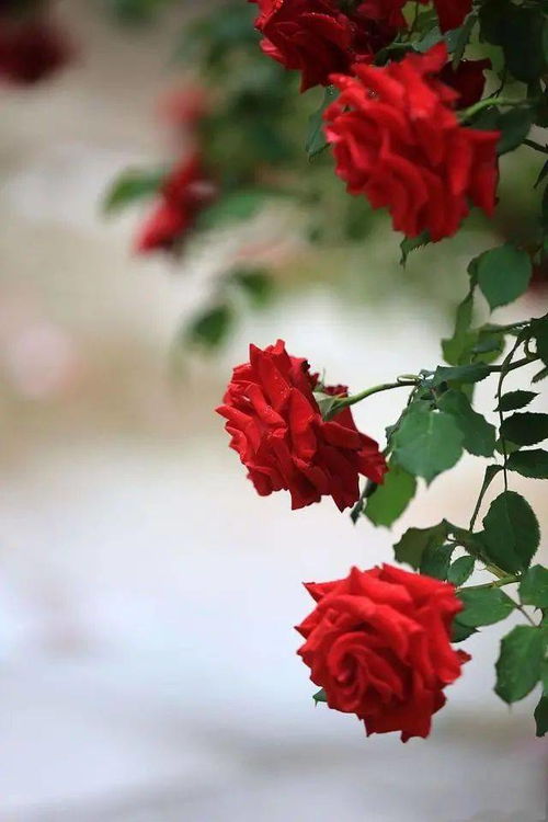 《无期迷途：揭秘其背后的神秘开发公司》