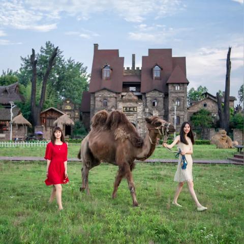 《萌宠温泉盛宴！线条小狗免费升级，夏日88折畅享萌宠治愈之旅》