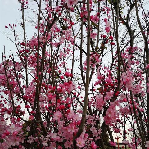 晴空之下阵容搭配攻略：高效阵容组合速成！