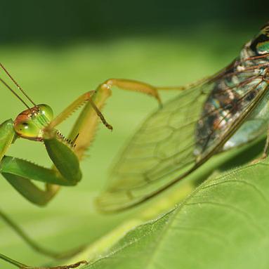 《FF14水晶世界炽热火丛攻略：高效打法揭秘》
