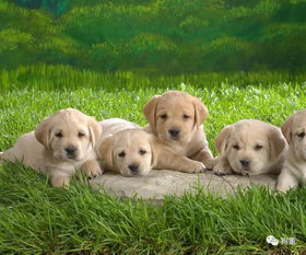 《线条小狗狂欢季！夏日动物温泉派对，泳池躺椅清凉启幕》