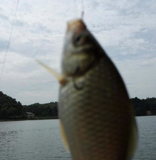 剑星超大型鱼钓法揭秘：高效钓鱼技巧大公开