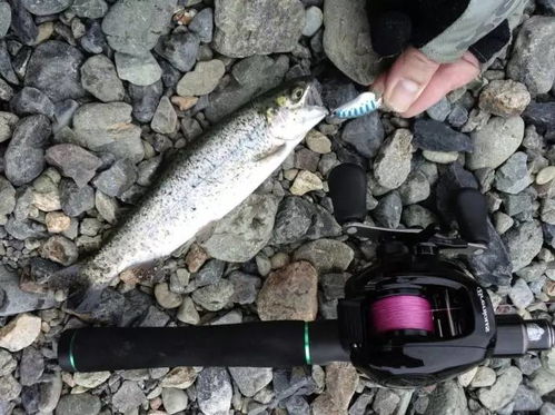 剑星鱼种大盘点：揭秘热门鱼种及玩家喜好