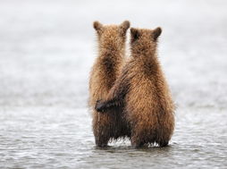 《乔木林神射手图鉴：揭秘动物界的射击高手》