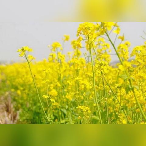 《明末渊虚之羽：杜鹃鸟高效击杀攻略》