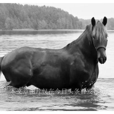 《揭秘！创造吧星球坐骑饲料配方大公开》