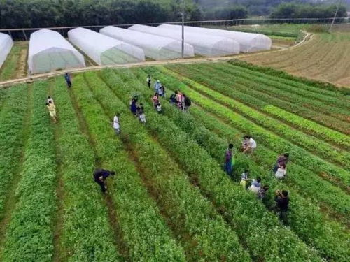 《泡泡先锋农田攻略：高效开垦技巧揭秘》