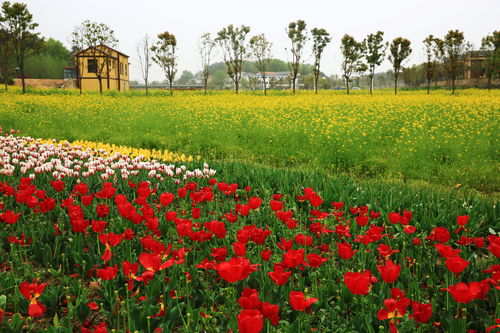 桃源乡新花种配方揭秘！独家种植攻略大公开