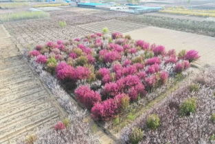 桃源乡新花种配方揭秘！独家种植攻略大公开