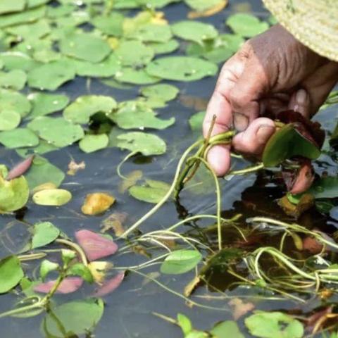 《浮生忆玲珑钓鱼攻略：高效捕鱼技巧揭秘》