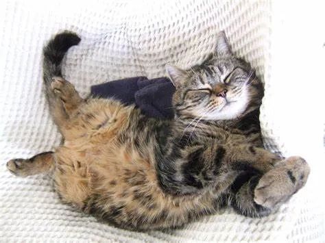 桃源深处猫咪的秘密喜好大揭秘