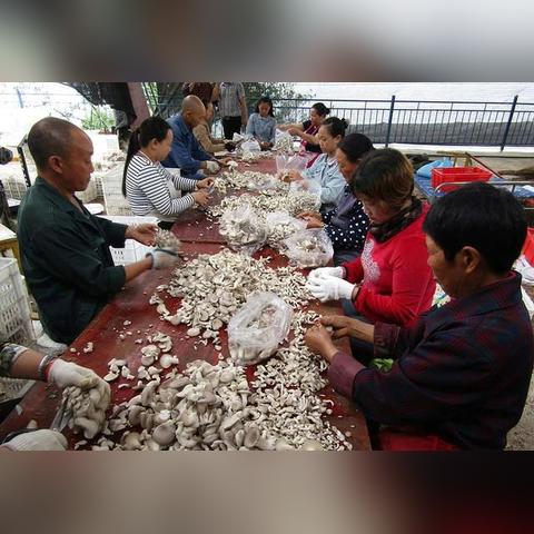 《新曙光基地布局攻略：揭秘高效战略布局》