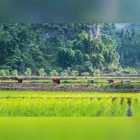 《热门种田游戏排行：盘点最受欢迎的耕作体验》