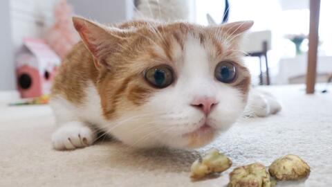 《玩转文字迷宫！揭秘花猫猫身价关卡攻略》