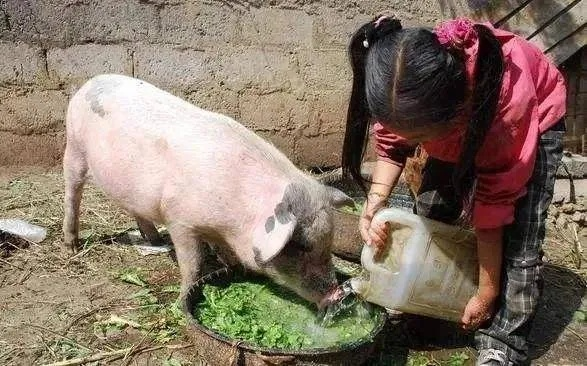 《解忧村猪粪妙用攻略：解锁神秘肥料用法》