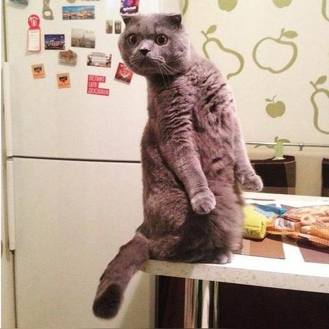 猫咪游戏盘点：十大经典猫游戏排行，不容错过的猫界佳作