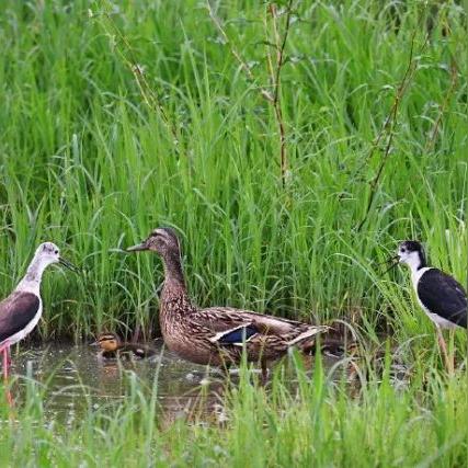 《鹅鸭杀隐藏巢穴速成攻略，轻松解锁成就！》