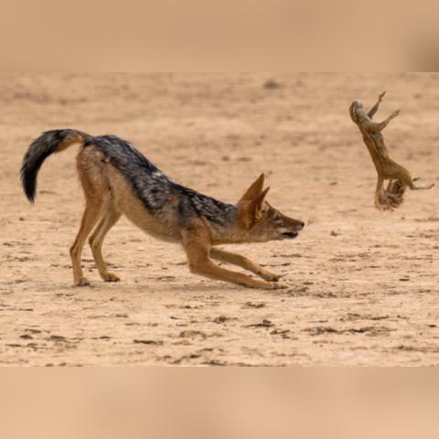 太空鹅鸭杀猎鹰攻略：高效猎杀技巧揭秘