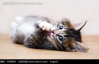 《猫咪公寓2生小猫攻略：轻松掌握生育技巧》