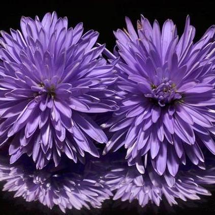 《窗台蝴蝶第一章：揭秘隐藏攻略，轻松通关！》