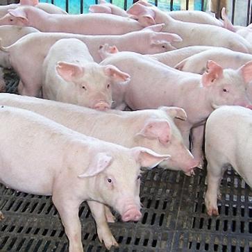 夏日生存大挑战！揭秘活下去攻略秘籍