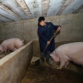 《兔克创业记猪圈升级攻略：快速补栏技巧揭秘》