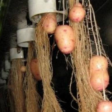 土豆兄弟收获卡挂机玩法揭秘：轻松升级攻略