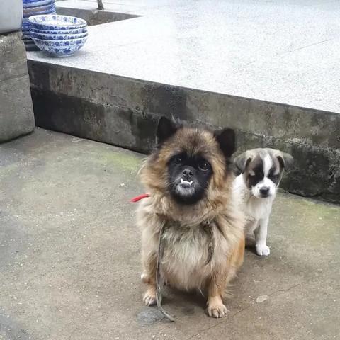 《离谱汉字解密！救小羊攻略大揭秘》