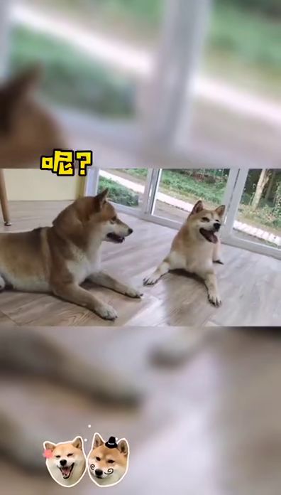 《打工模拟器宠物狗玩法攻略：解锁快乐日常》