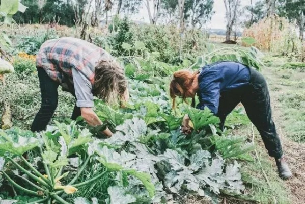 《独居田园生存指南：种地达人秘籍大公开》