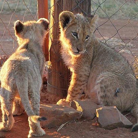 狩猎游戏盘点：十大经典狩猎游戏排行推荐
