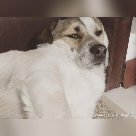 《狗生模拟器：逆袭基因，摆脱土狗命运秘籍》