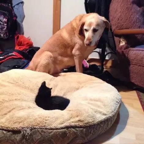 《狗生模拟器：逆袭基因，摆脱土狗命运秘籍》