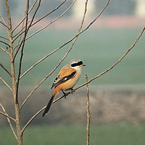 《热门鸟游戏盘点：不容错过的精彩鸟类游戏推荐》