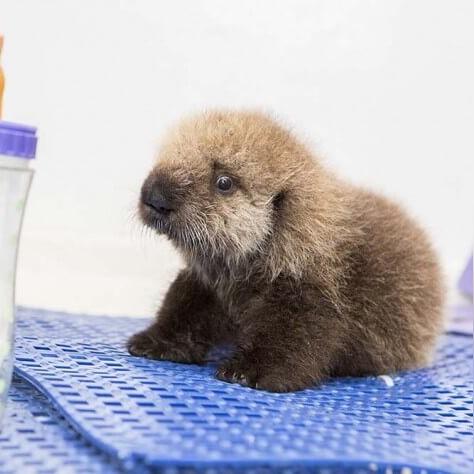 《萌动游戏盘点：可爱游戏排行榜前十精选》