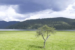 拂晓落霞枫影全攻略：高配打捞技巧揭秘