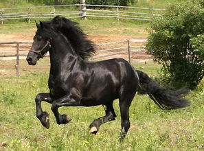 《诺亚之心马匹血统识别秘籍：轻松掌握血统分辨技巧》